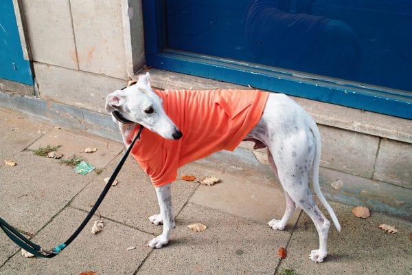 dog wearing orange jumper street photography, colorful, by Manuel Armenis