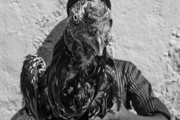 rooster in b&w street photography by swarat ghosh