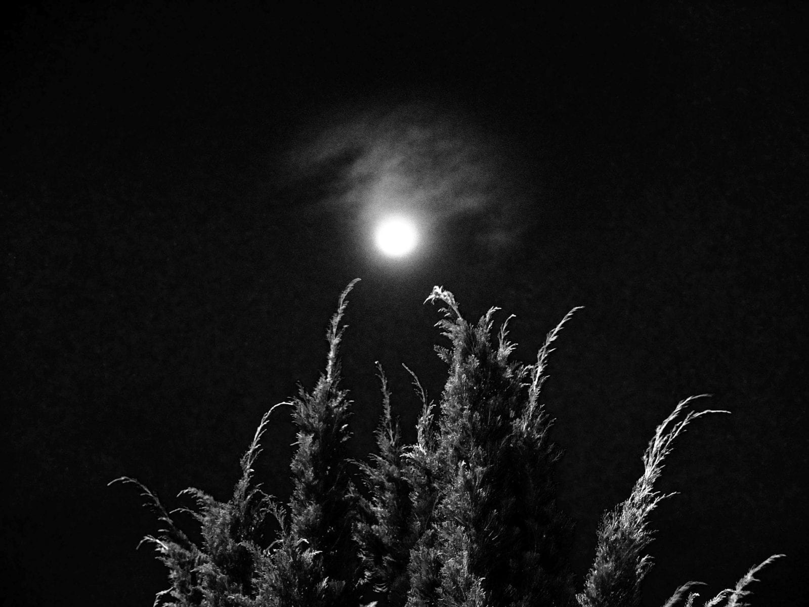 tree at night black & white, contrast photography by Aji Susanto Anom