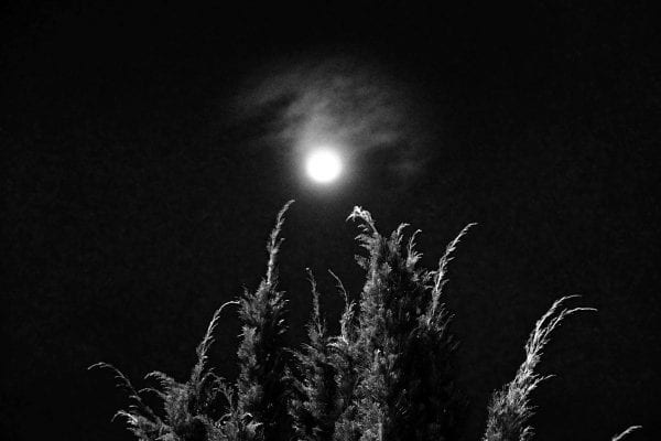 tree at night black & white, contrast photography by Aji Susanto Anom