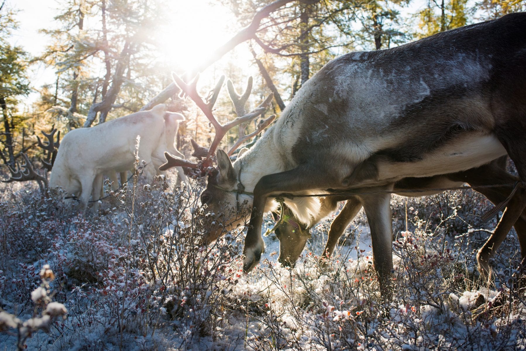 The Tsaatan people, Mongolia, photography series, reindeer herders