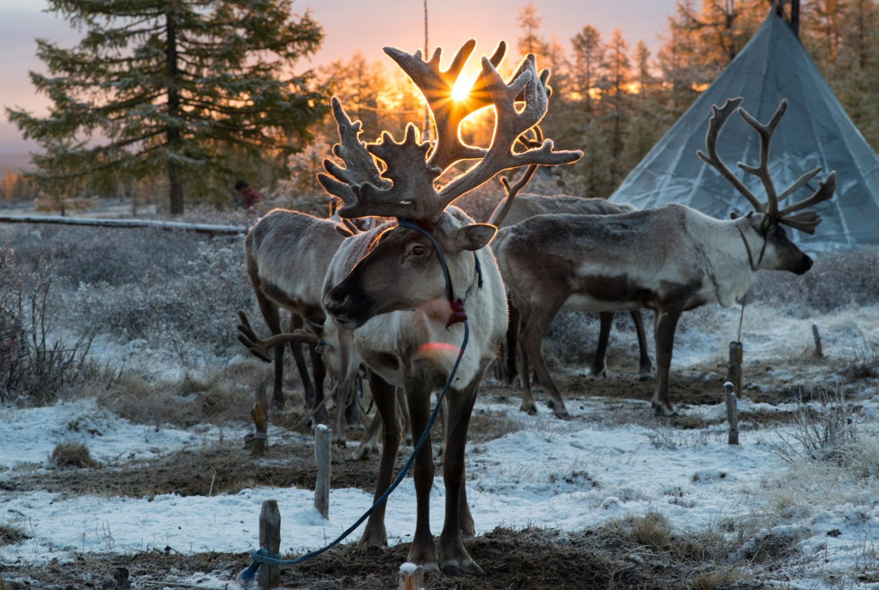 The Tsaatan people, Mongolia, photography series by Madoka Ikegami, reindeer herders