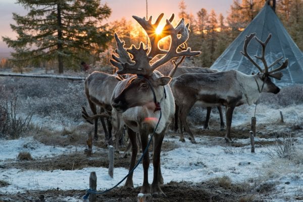 The Tsaatan people, Mongolia, photography series by Madoka Ikegami, reindeer herders