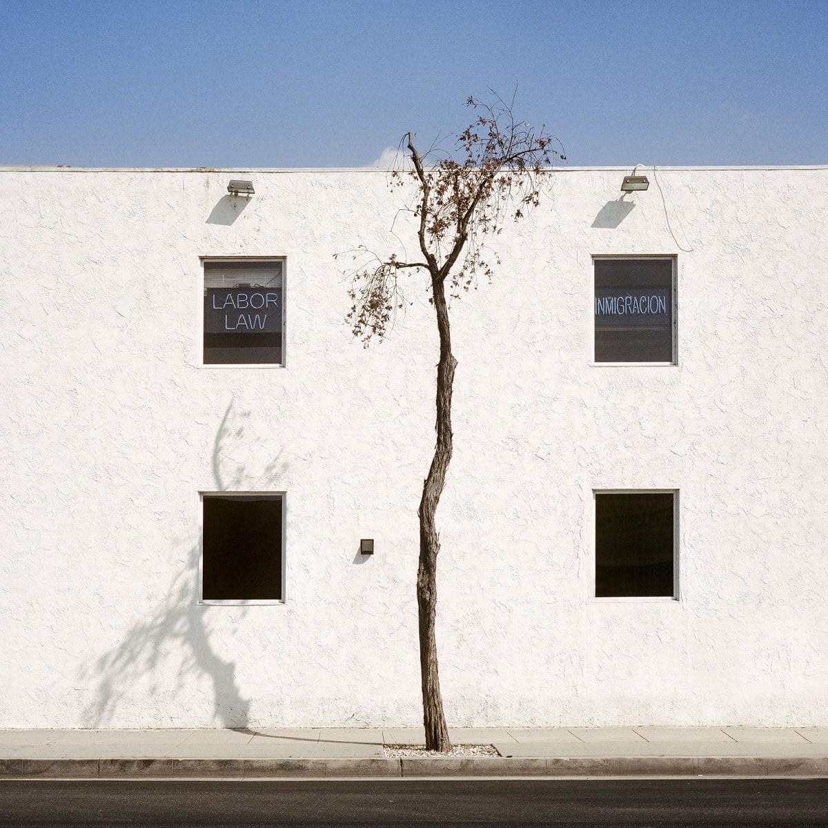 tree growing in urban or industrial setting, color photography by sinziana velicescu