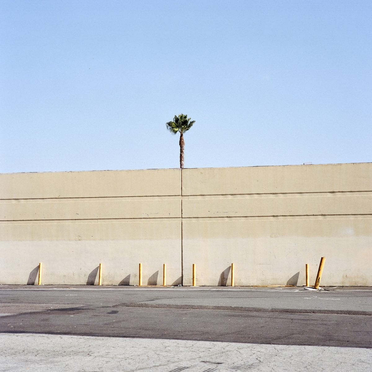 tree growing in urban or industrial setting, color photography by sinziana velicescu