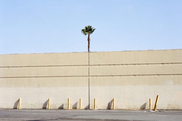 tree growing in urban or industrial setting, color photography by sinziana velicescu