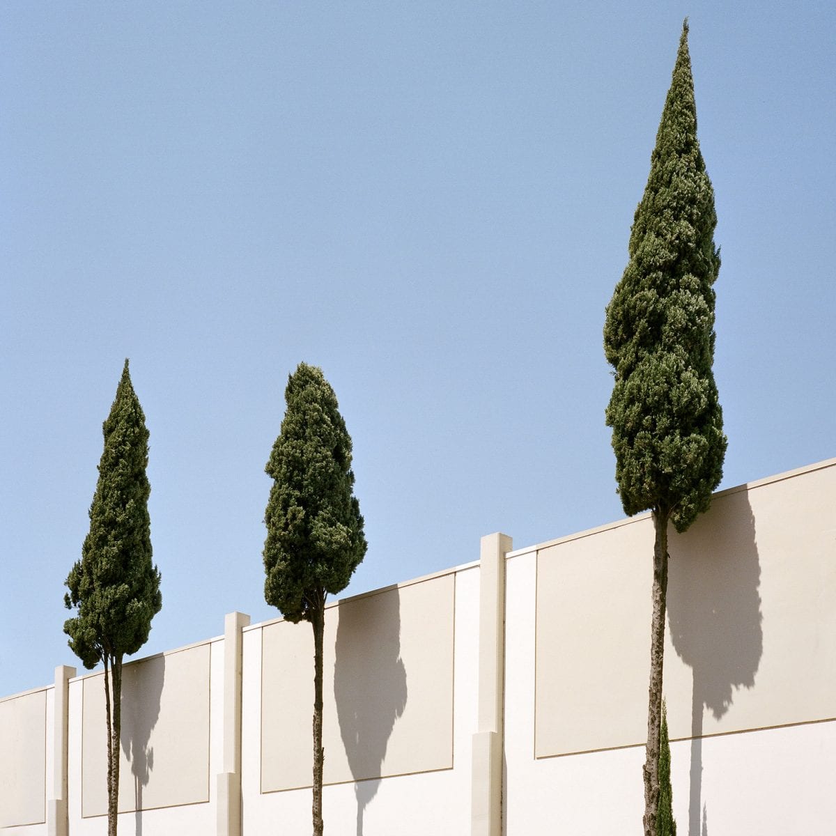 tree growing in urban or industrial setting, color photography by sinziana velicescu