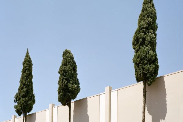 tree growing in urban or industrial setting, color photography by sinziana velicescu