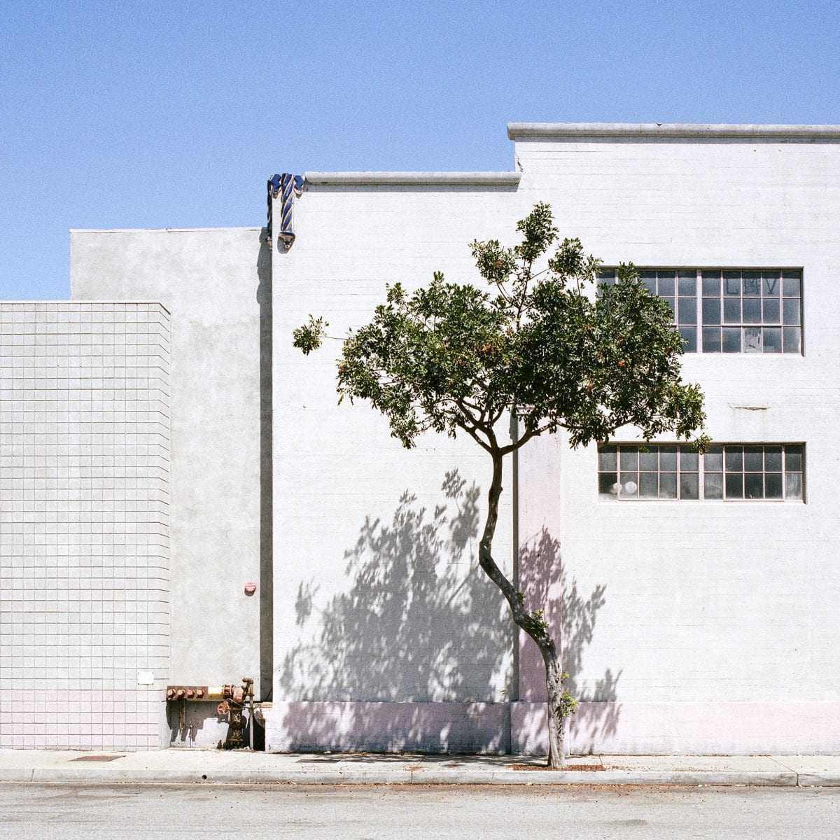 tree growing in urban or industrial setting, color photography by sinziana velicescu