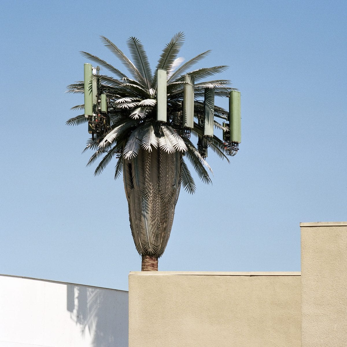 tree growing in urban or industrial setting, color photography by sinziana velicescu