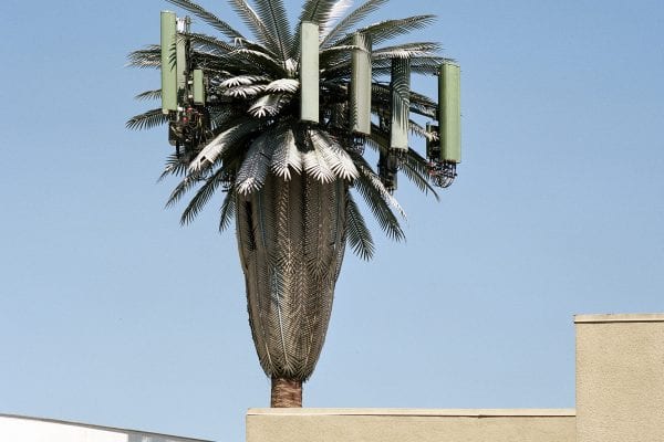 tree growing in urban or industrial setting, color photography by sinziana velicescu