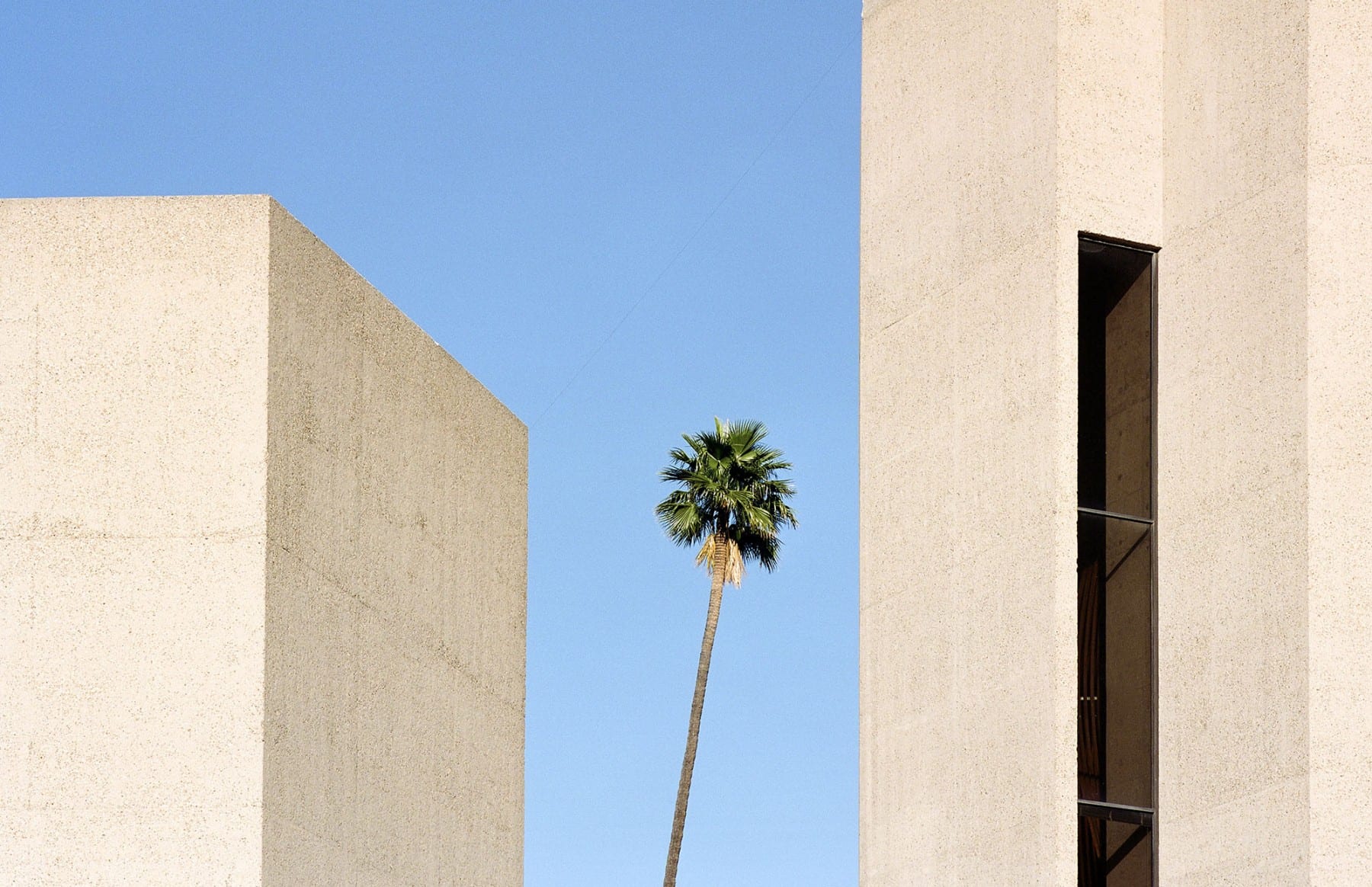 tree growing in urban or industrial setting, color photography by sinziana velicescu