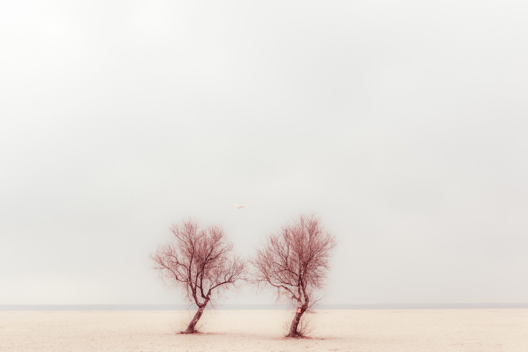 color landscape photo of trees in the desert by Sandra Ramos