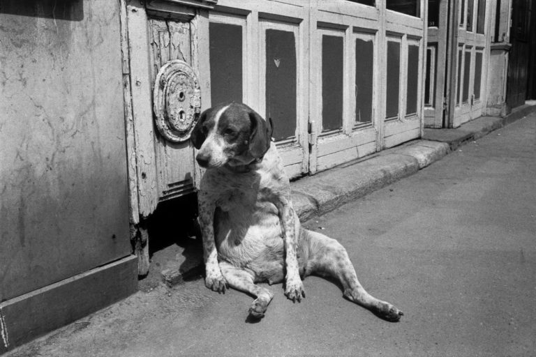 Black and white street photography by Richard Kalvar, Dog sat on the street in Paris