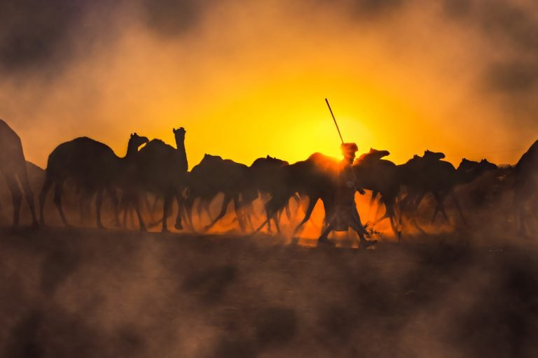 color photography, sunset and a shepherd and his herd in Pushkar fair India, by Anant Shaktipandey