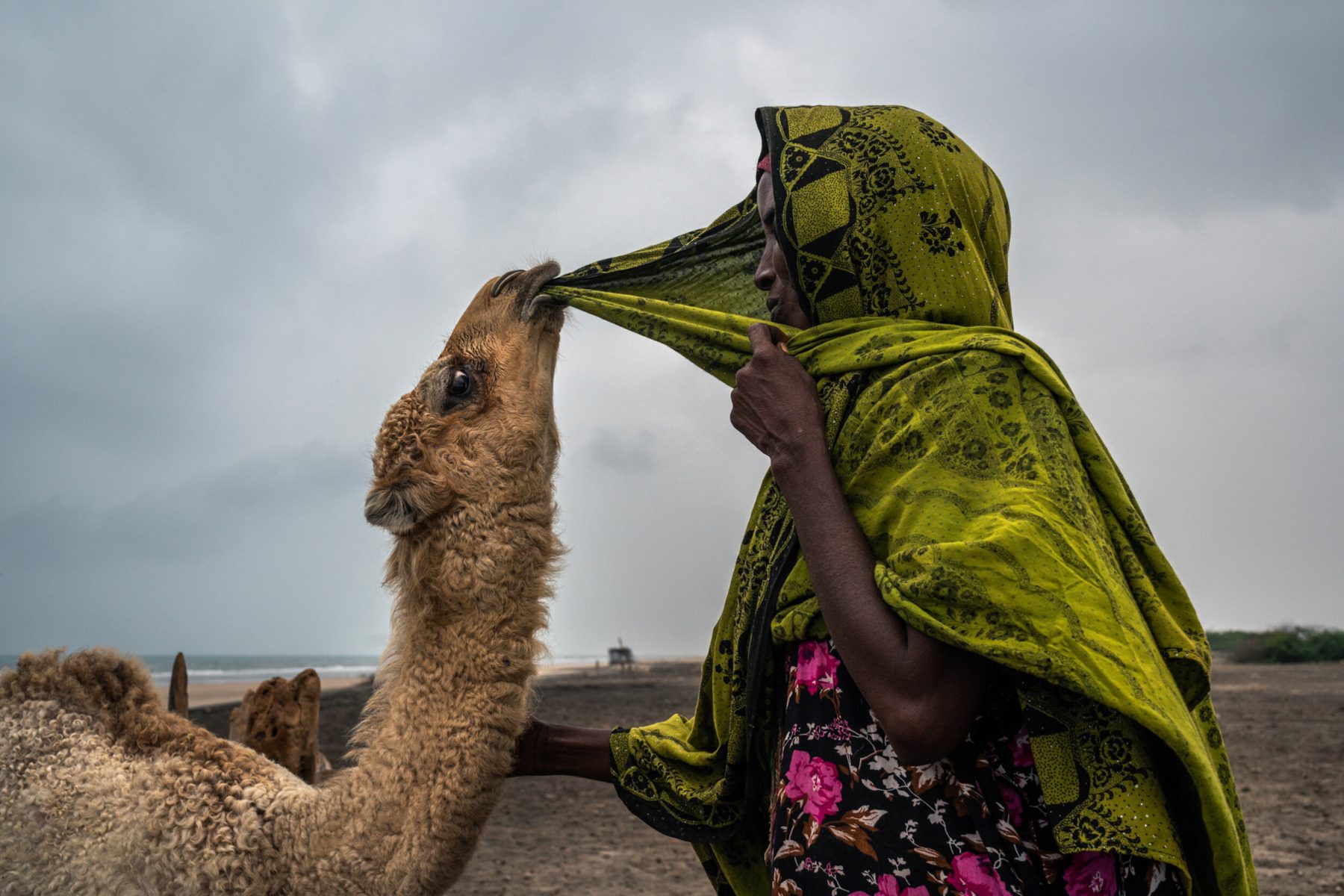 Color photo, woman and camel, Somalia by Nichole Sobecki