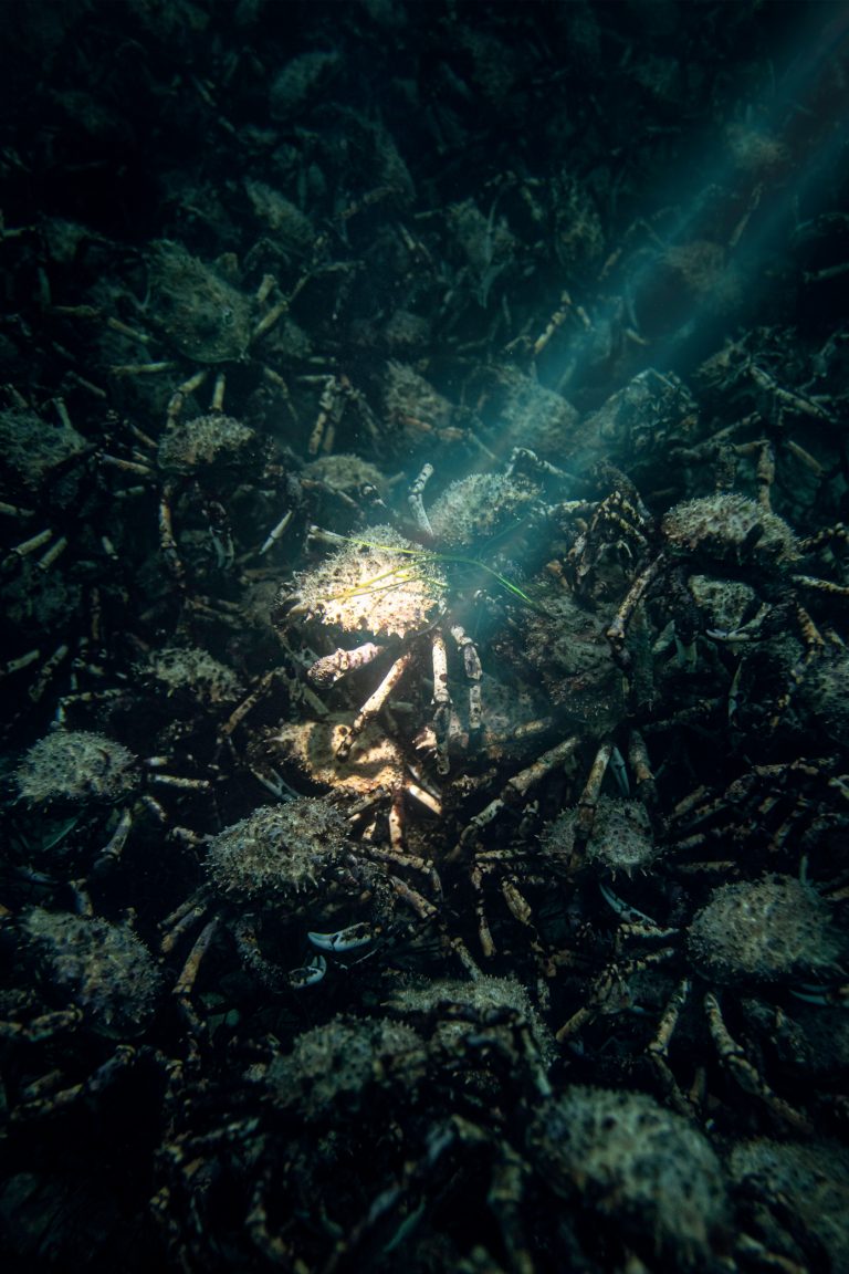 Color underwater photography by Matthew Bagley. Crabs, sunlight, ocean, fine art, underwater