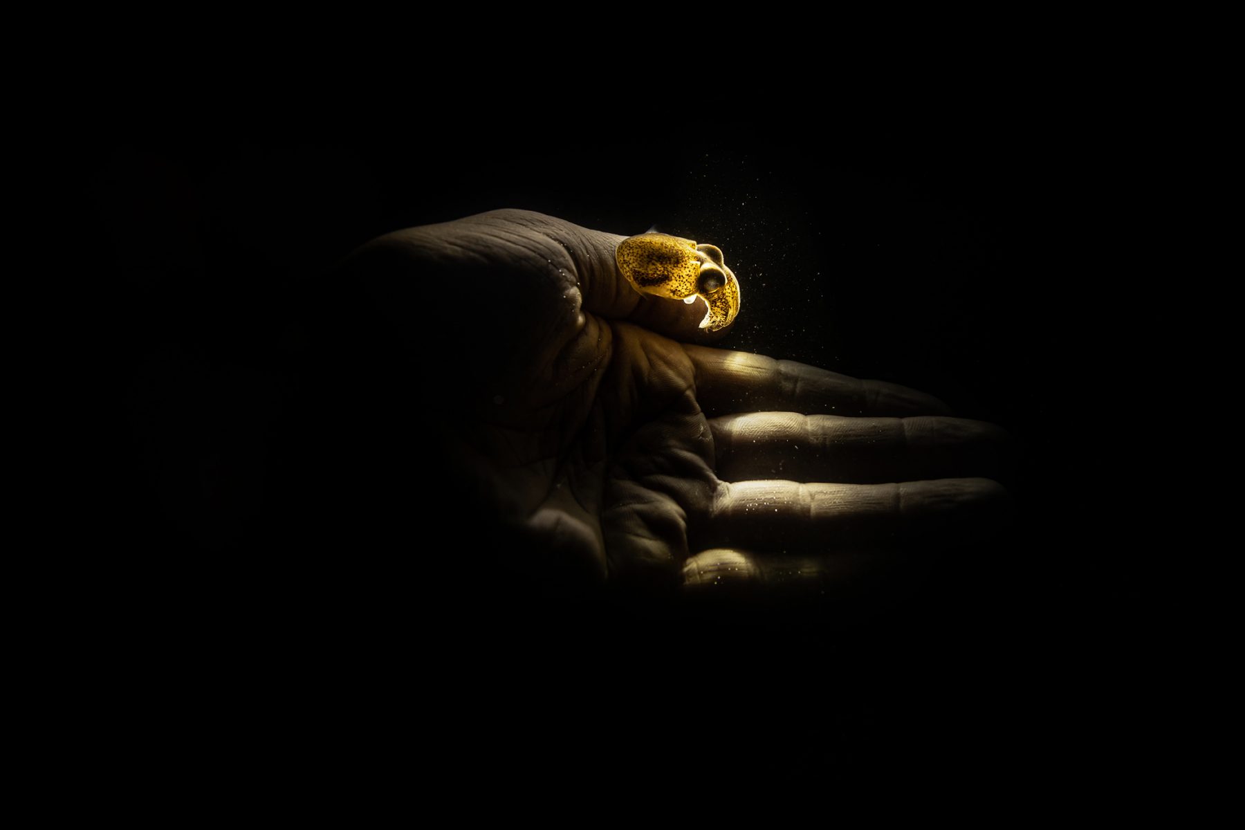 Color underwater photography by Matthew Bagley. Tiny octopus, hand, ocean, darkness, fine art, underwater.