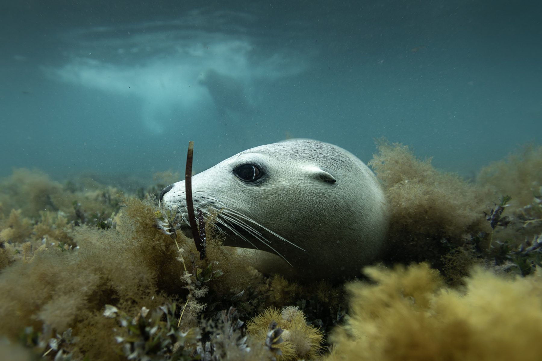 Color underwater photography by Matthew Bagley. Seal, ocean, seaweed. The Beauty of the Underwater World