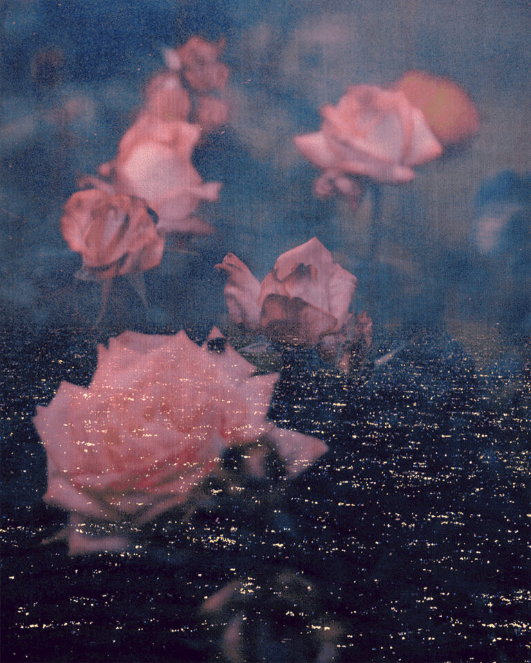 Color film photography by Tristan Hollingsworth, dreamy, flowers, roses, double exposure, layers