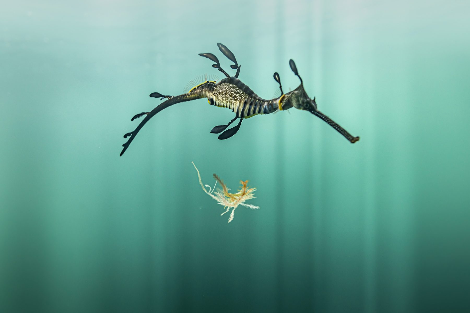 The Beauty of the Underwater World - Color underwater photography by Matthew Bagley. Sea Horse, Seaweed, Ocean, Marine