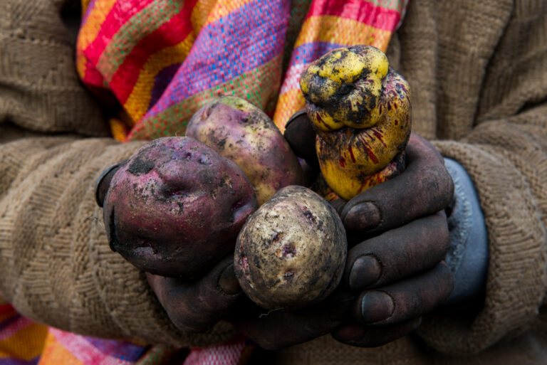 Color photo by Luis Fabini from the series Harvest. Potato harvest, Andes Mountains, Peru