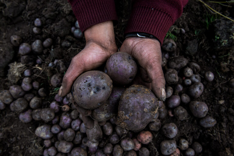 Color photo by Luis Fabini from the series Harvest. Potato harvest, Andes Mountains, Peru