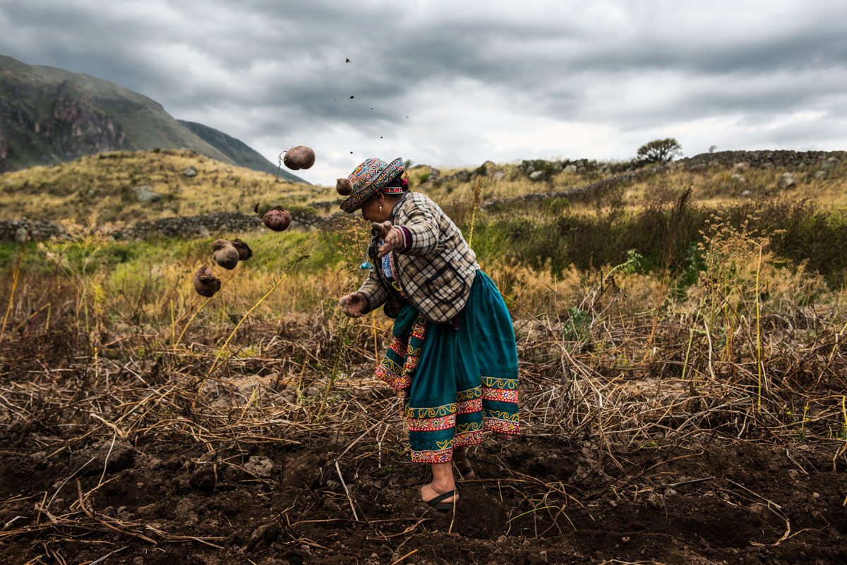 Color photo by Luis Fabini from the series Harvest. Woman planting potatoes, Andes Mountains, Peru