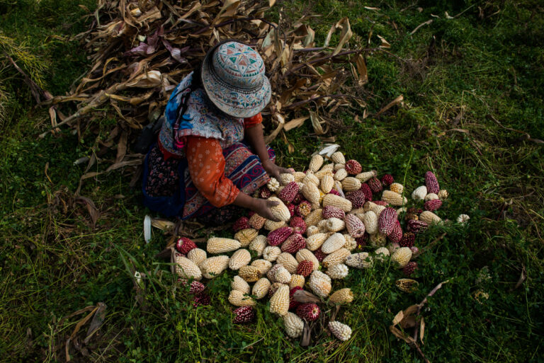 Color photo by Luis Fabini from the series Harvest. Potato harvest, Andes Mountains, Peru