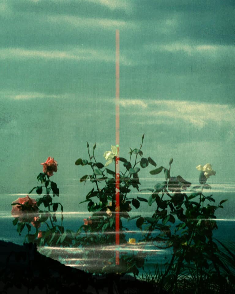 Color film photo by Tristan Hollingsworth, double exposure, flowers