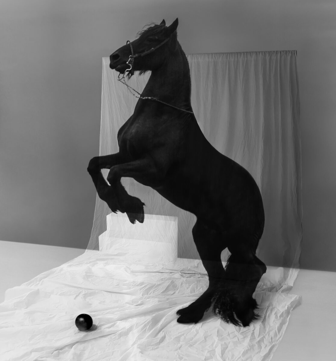 conceptual studi black and white photograph of a horse