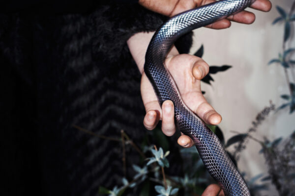 color close up photo of hands holding a snake by Chloé Azzopardi