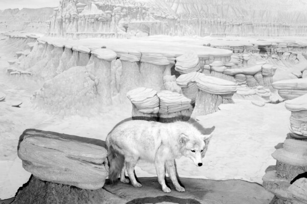 Black and white photo of a wolf in museum by Austin Cullen