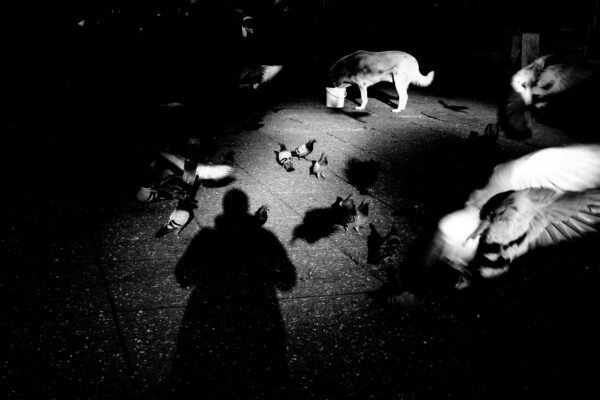 black and white street photo of dog and birds with shadow by Soner Abaci