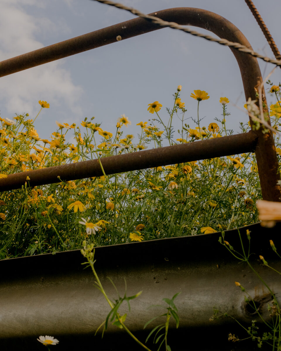 Color photography by Zoë Waldman, yellow flowers from Unfolding into Morning