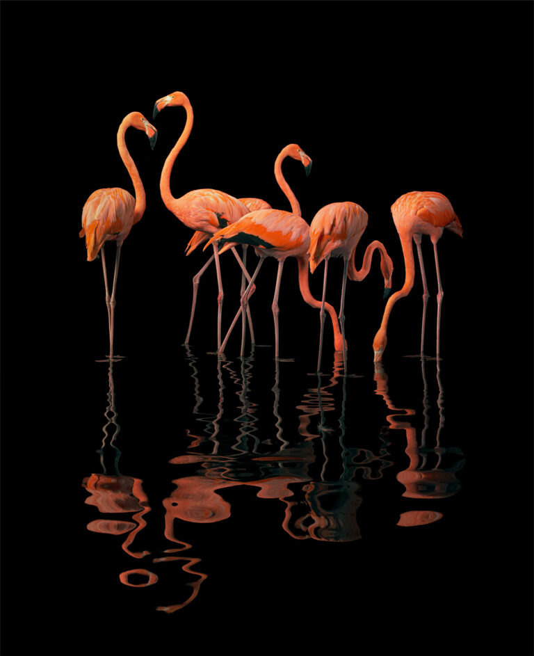 Color photography by Tim Flach, flamingoes