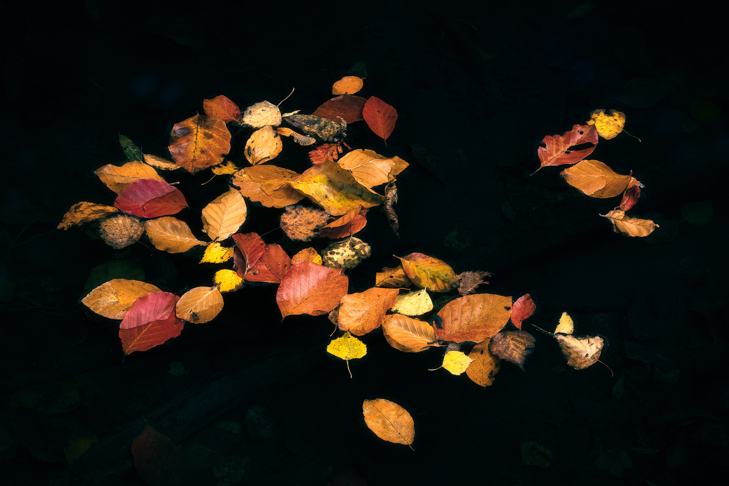 Landscape photography by Kai Hornung, Autumn leaves