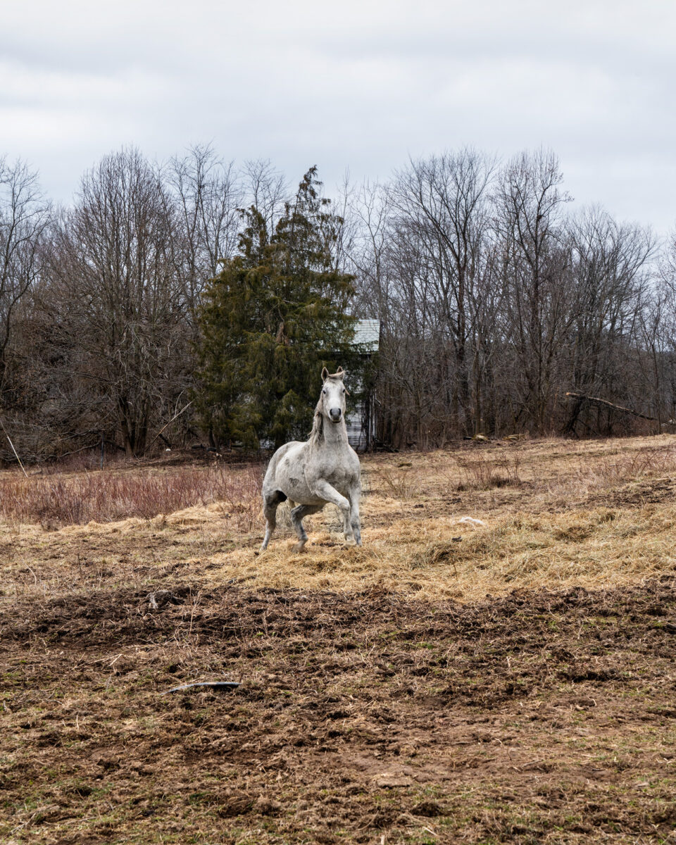 Color documentary photography by Vanessa Winship, white horse in landscape