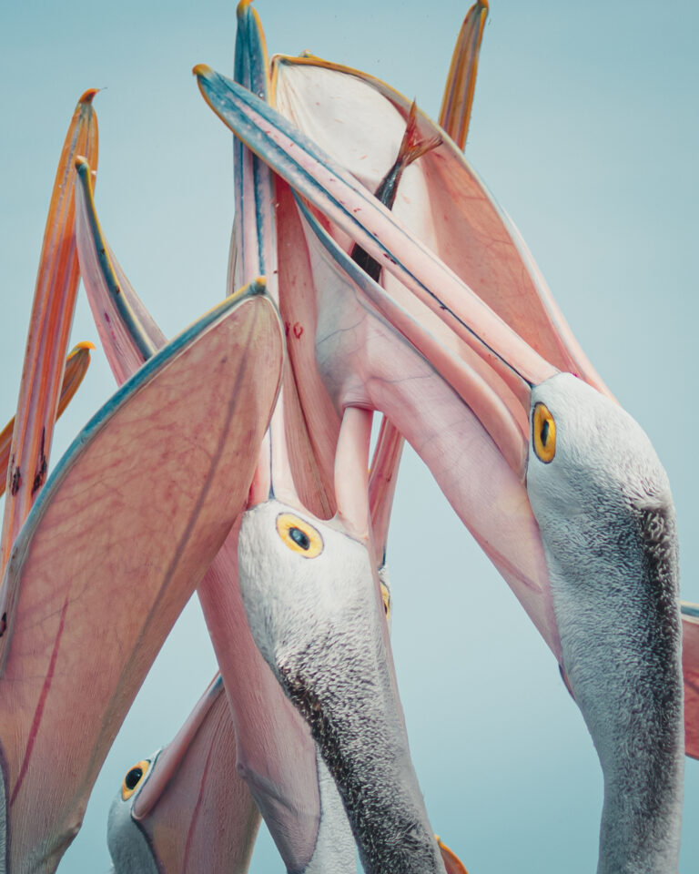 Color photo, Pesc-y Pelicans, New South Wales, Australia, by Chris Beadle