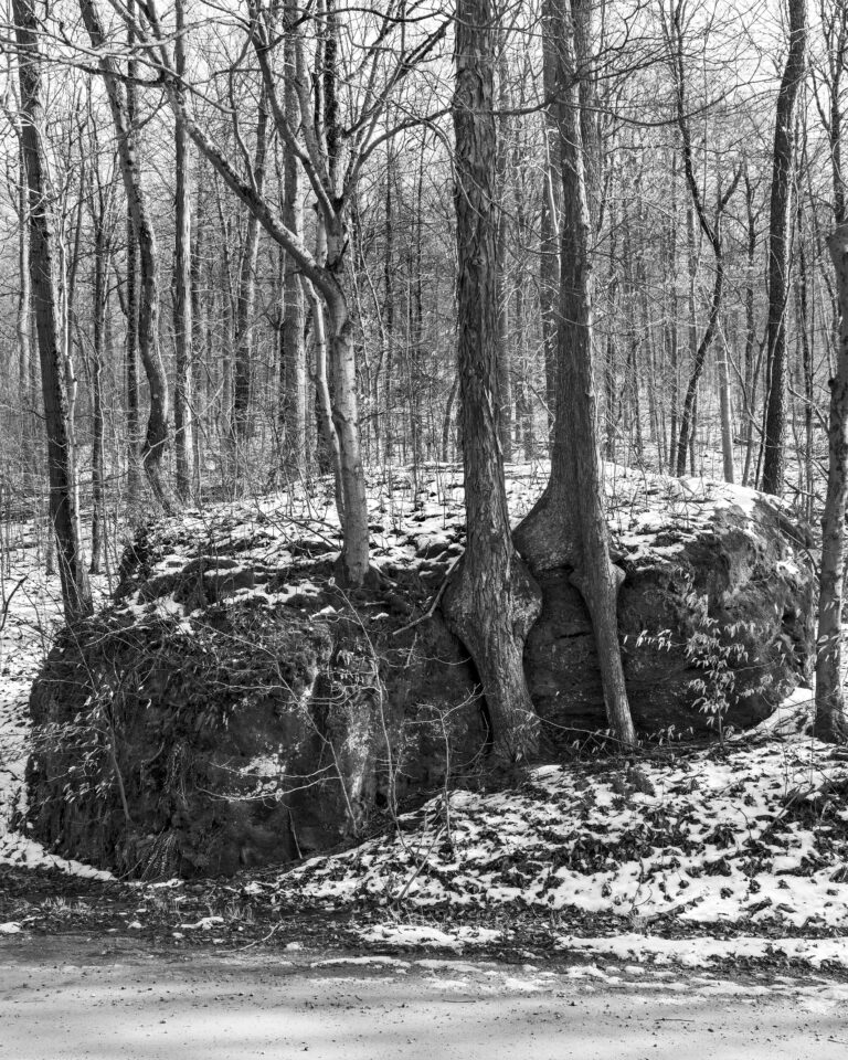 Black and white documentary photography by Vanessa Winship, snow, landscape, trees