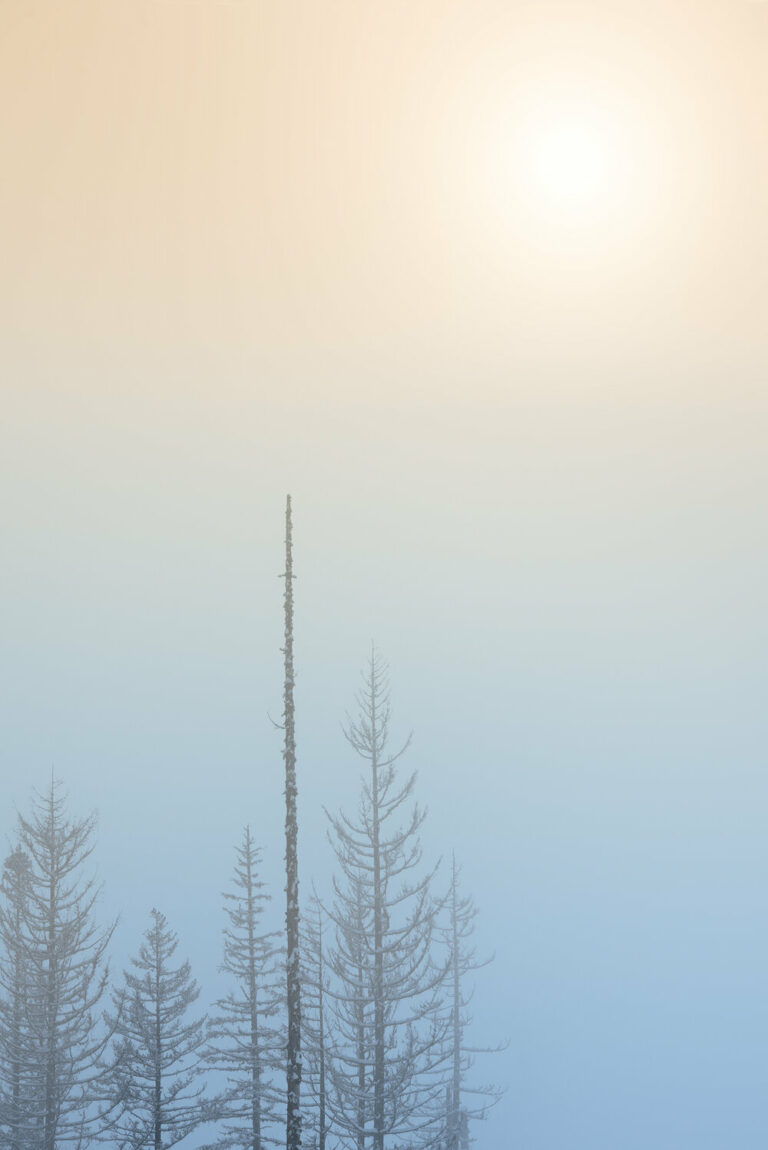 Landscape photography from Jerad Armijo, sun, trees