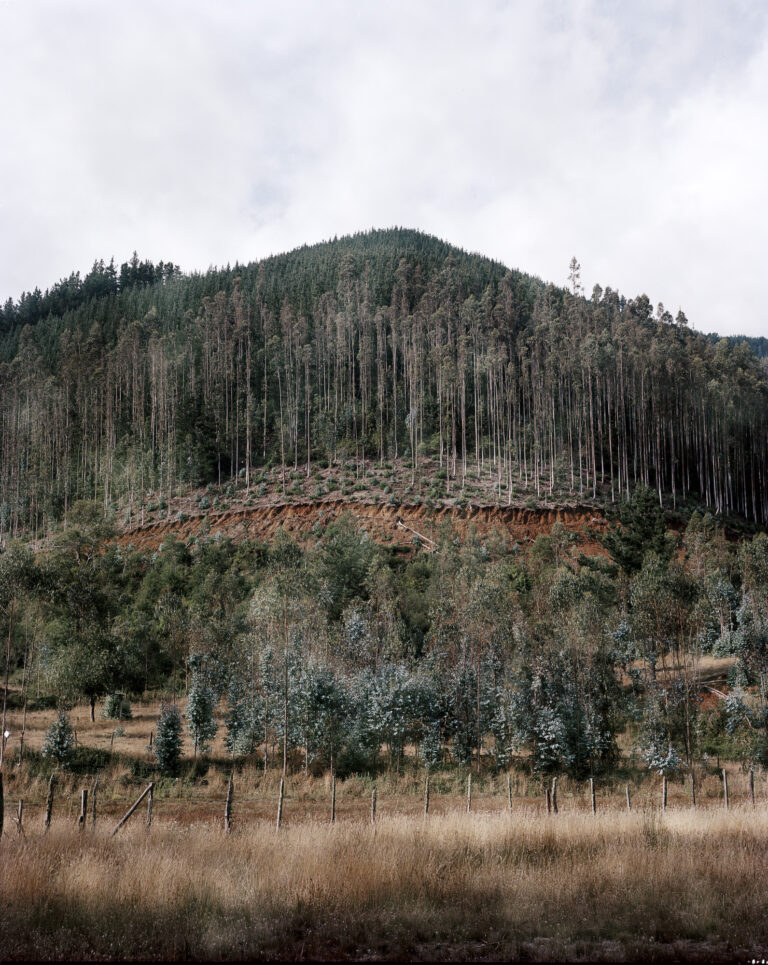 Landscape photography, forest, Chile