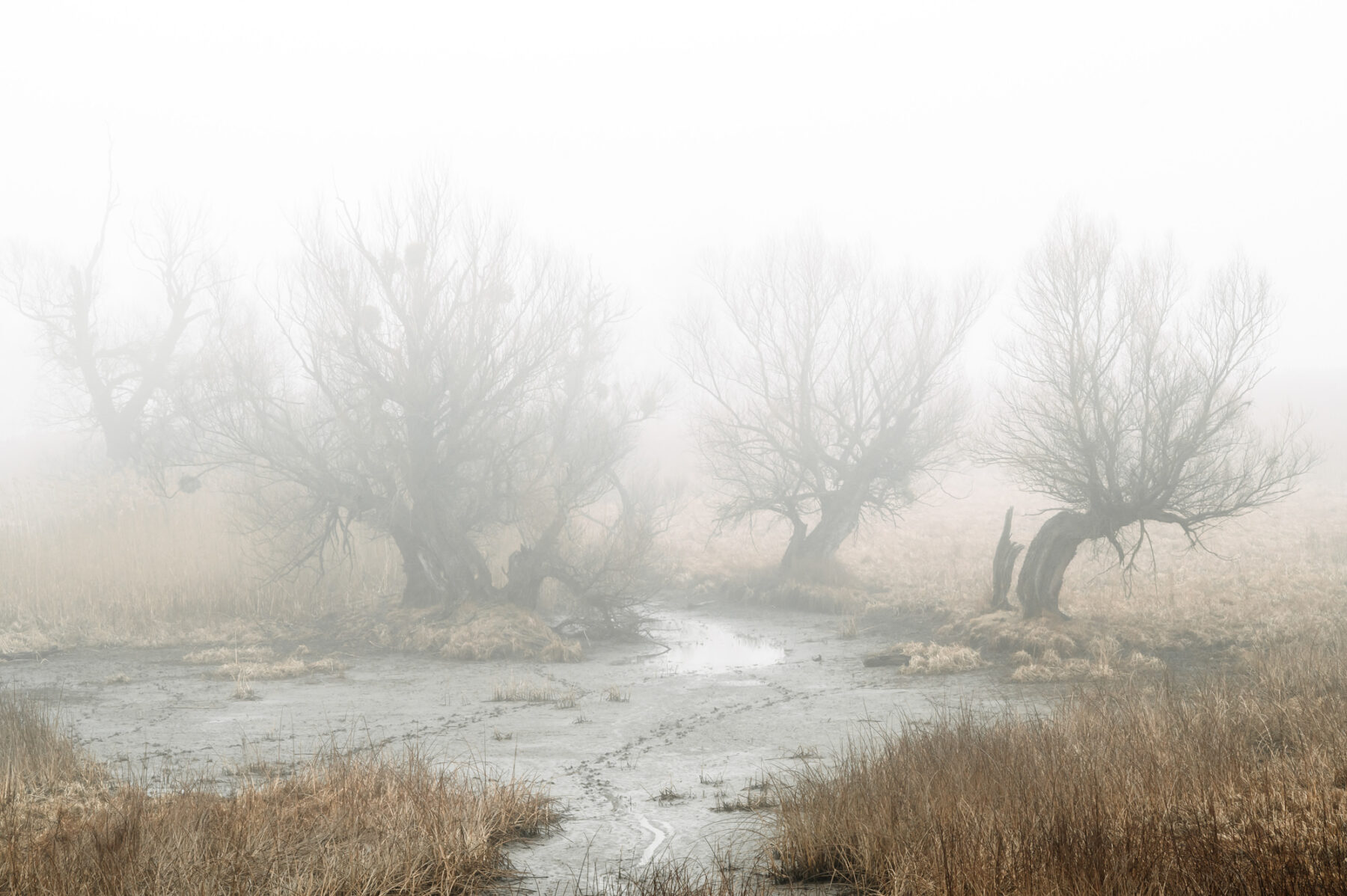 Documentary photography by Tomislav Marcijuš, winter landscape, fog, from the series Baranja Dreaming