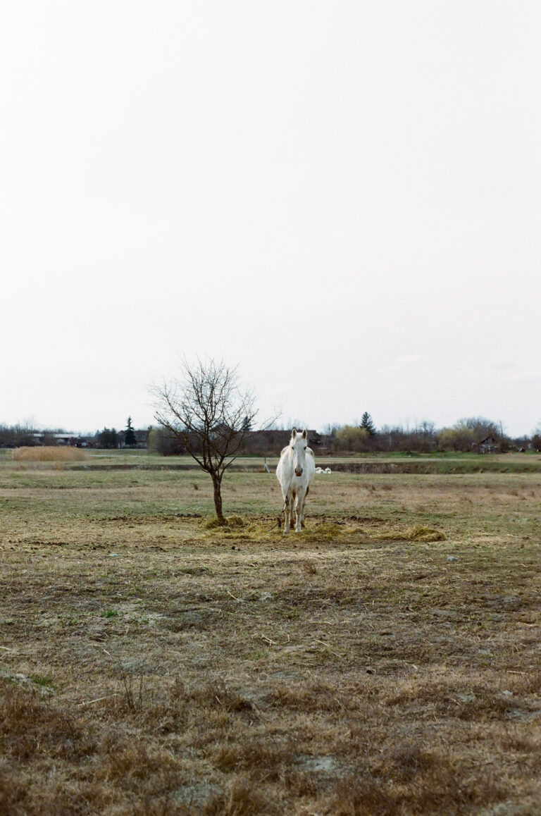 Documentary photography by Tomislav Marcijuš, landscape, horse, Croatia Baranja Dreaming