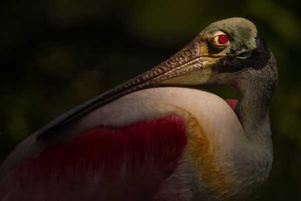 color close up photo of a spoonbill bird by Melissa Cormican. From the article, Vibrant Encounters: Melissa Cormican's colorful animal portraits