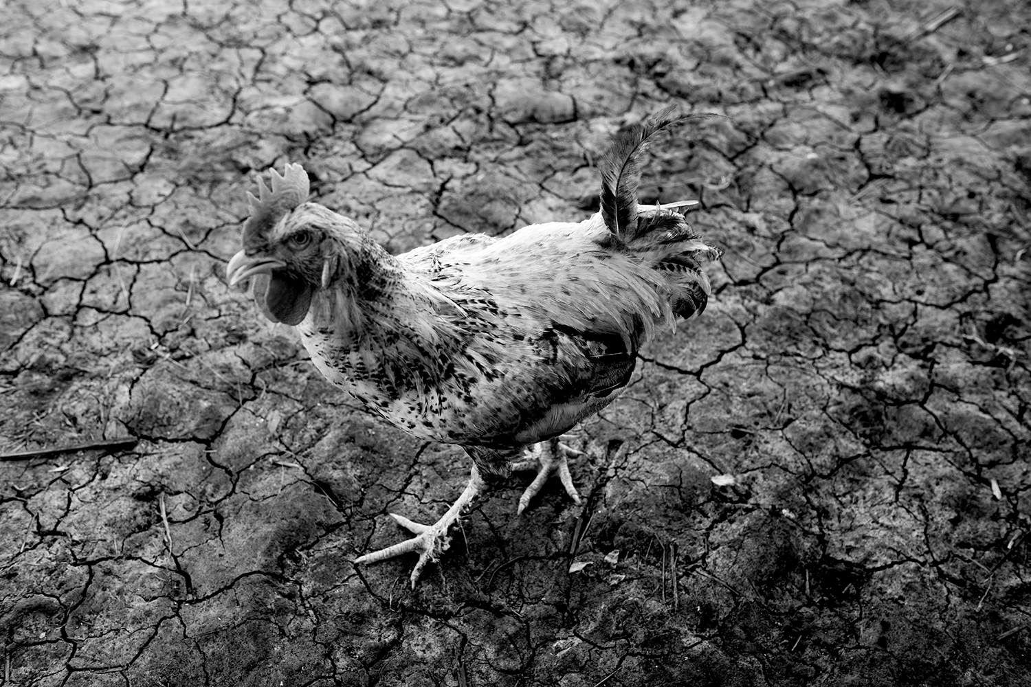 Black and white documentary photography by Mário Macilau, chicken