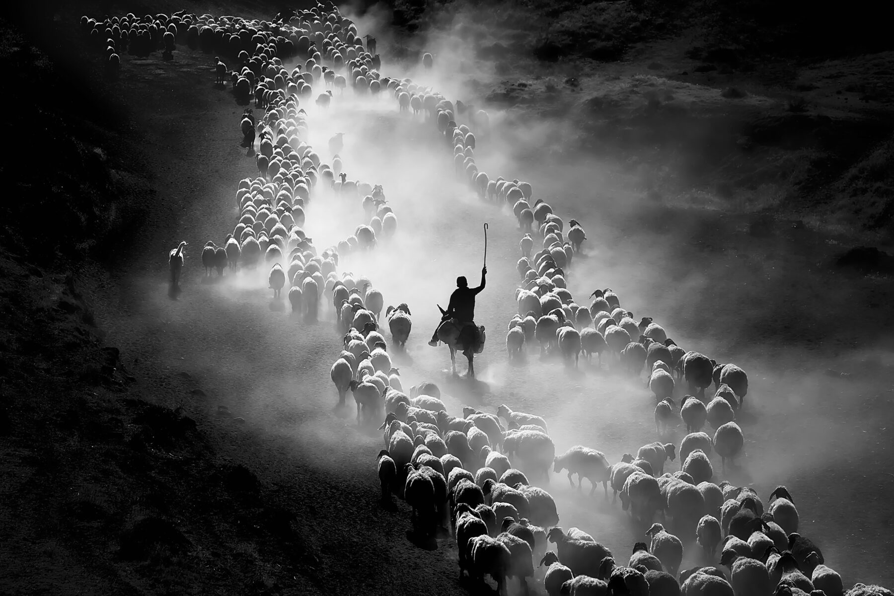 black and white photography of herder on horse with sheep in Turkey byF. Dilek Uyar