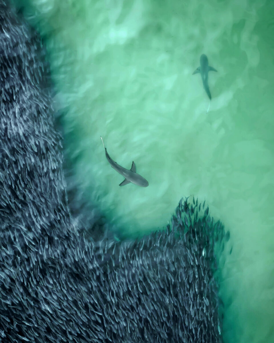 color drone photo of fish and sharks off the coast of Southampton byJoanna Steidle