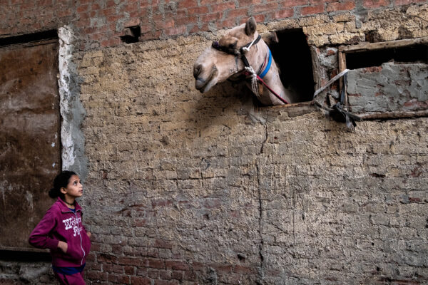 color street photo of a girl and a camel in Cairo, Egypt by Maude Bardet