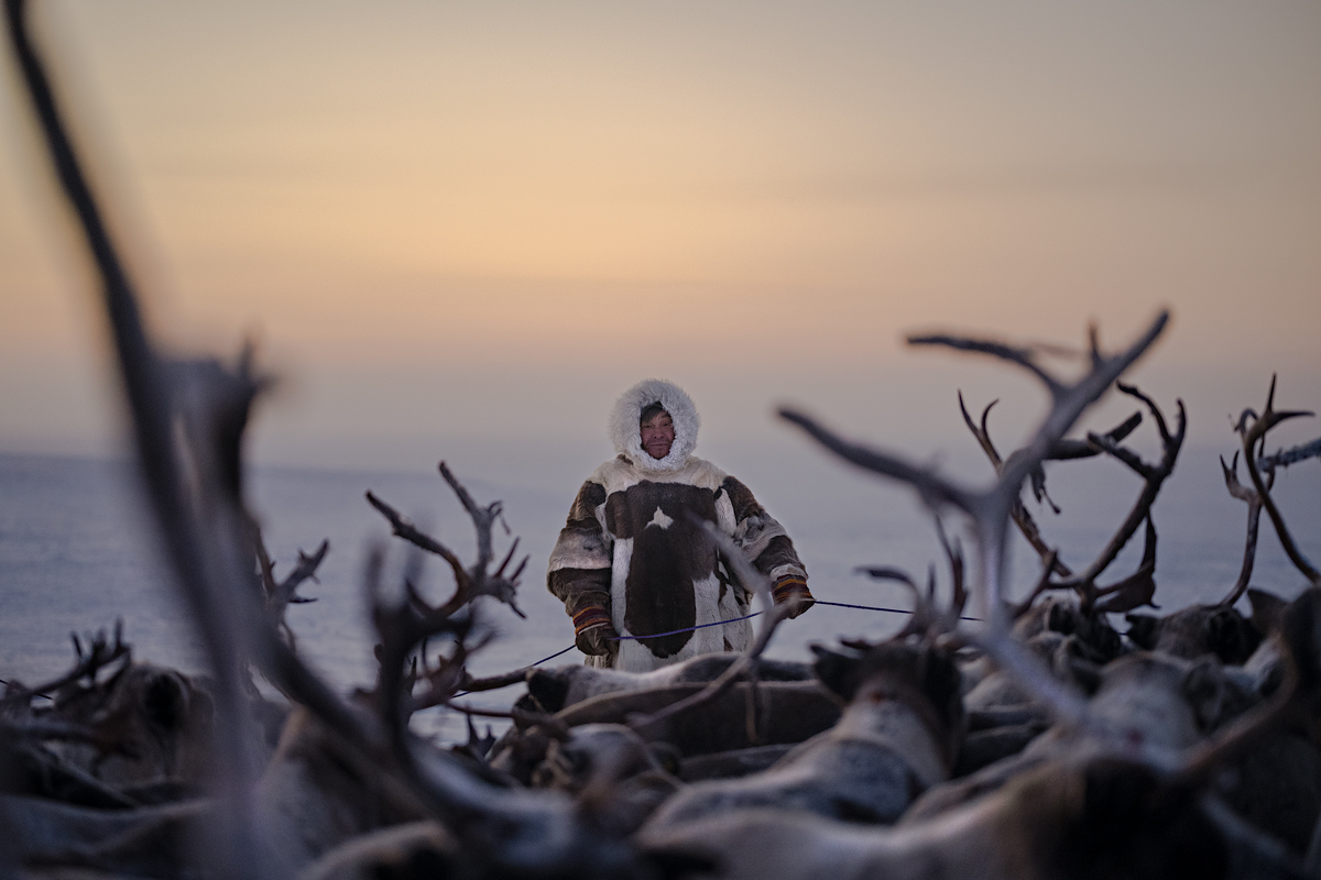 Color documentary photography by Nicola Ducati, Nenets man, reindeer, Siberia